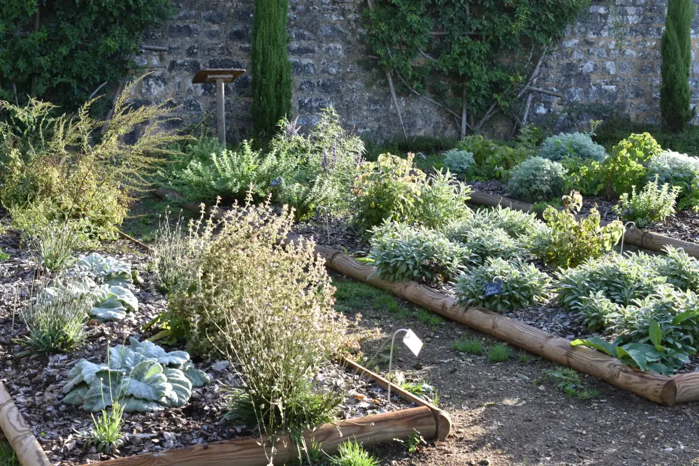 Jardin médicinal de Pons (10) Jardin médicinal de Pons